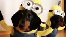 Causan sensacin perros disfrazados de Minions