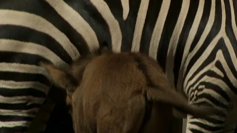 Tras un cortejo que duró años, finalmente el burro “Earl” y la cebra “Sassy”, residentes de una granja en Woodbury, Connecticut, consumaron su relación e iniciaron una familia.