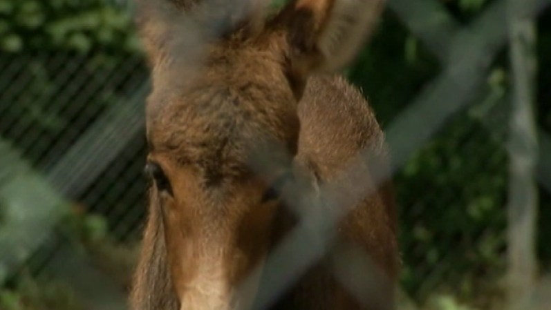 Este es el primer “ceburro” que nace en esa granja y probablemente el primero en Woodbury.