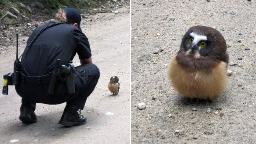 Buho-Policia-Boulder