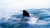Trágicas vacaciones en crucero: turista de EEUU muere al ser atacada por un tiburón