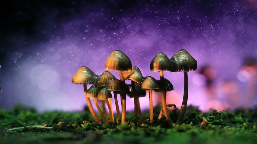 HONGO PSILOCYBIN