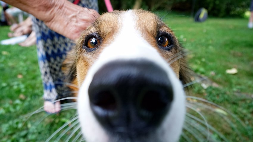 Lassie Dog Providence AC CTS Dog Generic Dog