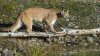Cara a cara con el depredador: niña sobrevive al ataque de un león de montaña en Colorado