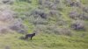El lobo gris estaría de vuelta en Colorado tras más de siete décadas