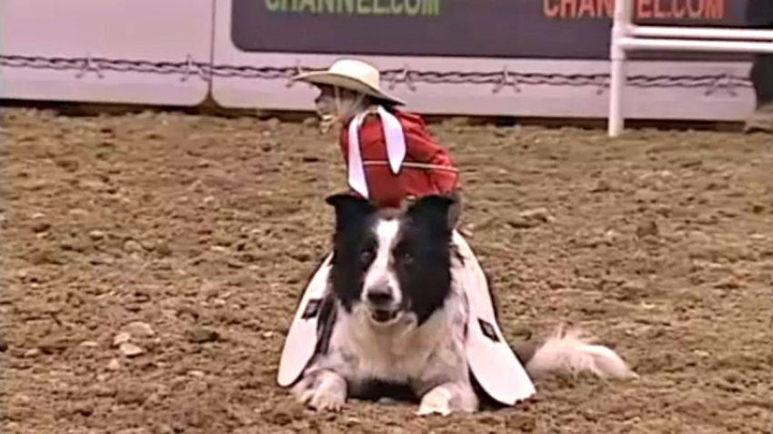 Mono-cabalgar-un-perro-en-el-rodeo