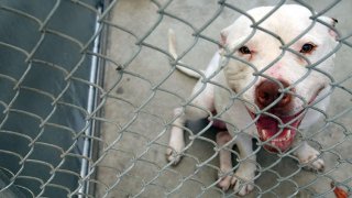 Pitbull Behind fence