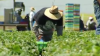 Beneficios para trabajadores agrícolas en Colorado: qué cambia luego de que Jared Polis firmara esta ley