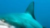 Misterio bajo el agua: presunto sonido del “Megalodon”, un gigantesco tiburón extinto, sorprende a expertos