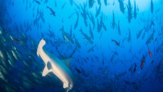 TLMD-buceo-tiburon-martillo-isla-del-coco-costa-rica-shutterstock_743088406