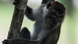 Un macaco cangrejero trepa por un tronco en un bosque de Kuala Lumpur (Malasia).