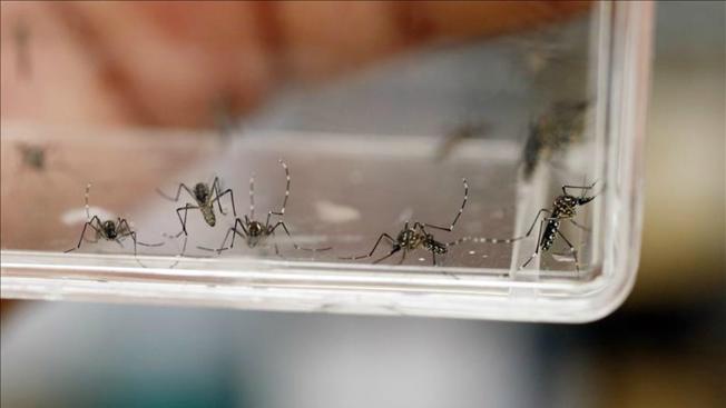 TLMd-mosquito-zancudo-zika-EFE-11405125w1