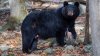 Colorado: un hombre sobrevive tras inesperado ataque de oso en su propia casa