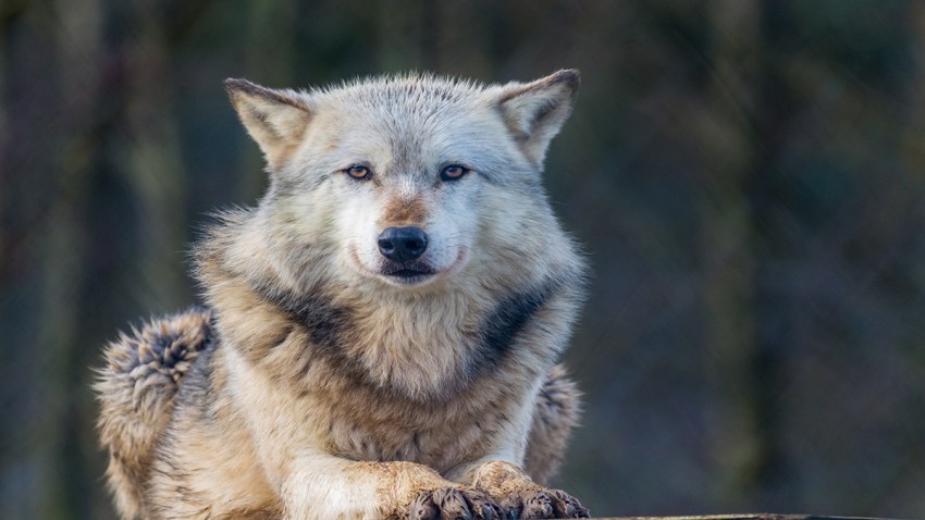 loboshutterstock_1017793558
