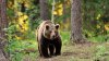 Residente de Colorado dispara y mata a un oso que entró a su casa
