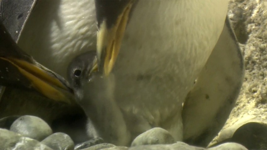 pinguino-bebe-osaka-japon