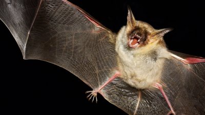 Murciélago positivo por rabia en el condado Arapahoe
