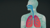 Video: así devasta el COVID-19 a unos pulmones sanos