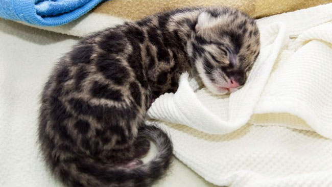 tlmd_032714_leopardos1