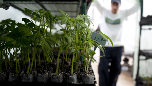 tlmd_marihuana_plantas_denver