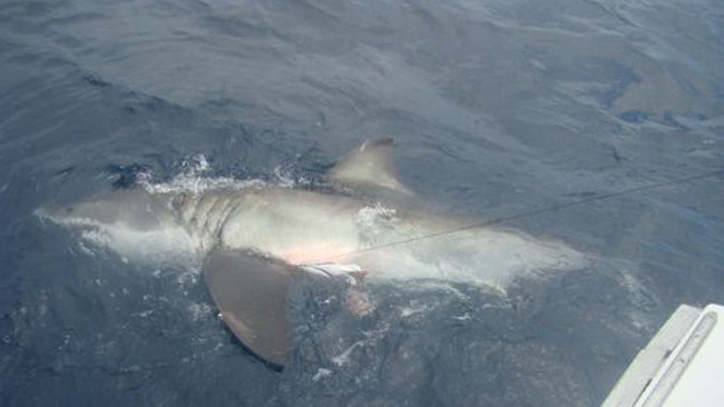 tlmd_tiburon2
