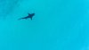 Segundo ataque de tiburón en una semana en Australia: muere adolescente surfeando
