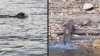 Video viral: león de montaña disfruta nadando en un lago de Colorado