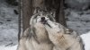 Funcionarios de CPW discuten plan de reintroducción del lobo gris en Colorado