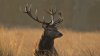 Abre el período de solicitud de licencia de caza mayor en Colorado