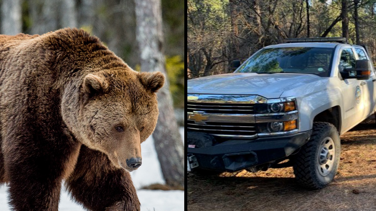 Condado La Plata identifican a la mujer que murió tras ser atacada por un oso Telemundo Denver
