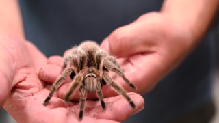 El Pabellón de Mariposas de Colorado ha anunciado que Rosie, la tarántula chilena de pelo rosa, volverá a arrastrarse entre las manos de los visitantes a partir del 28 de mayo de 2021.