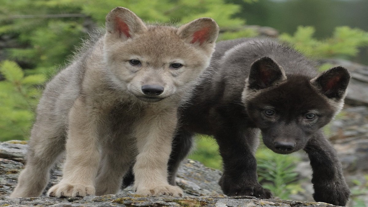 Atenci n Cachorros De Lobo Gris Por Primera Vez En Colorado Desde 1940 Atenci n Cachorros De Lobo Gris Por Primera Vez En Colorado Desde 1940
