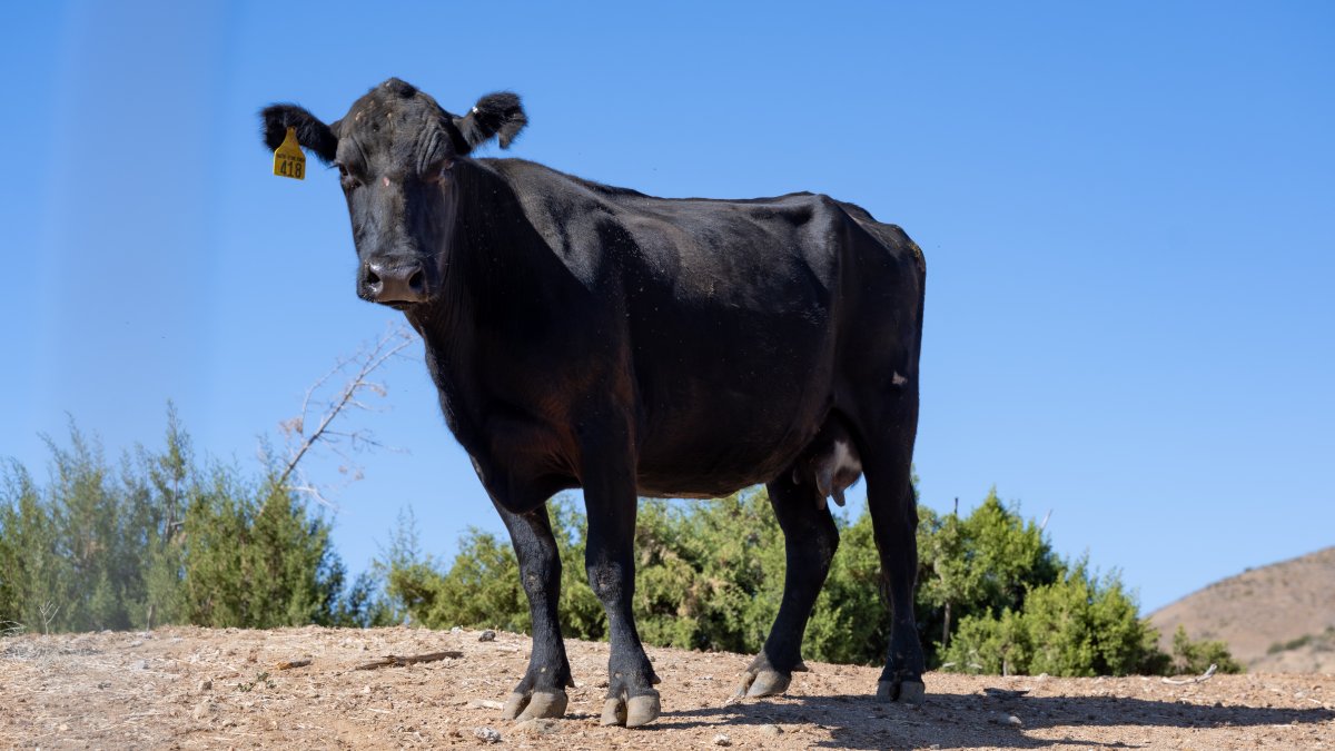 A Cow that escaped from Pico Rivera slaughterhouse has a new home