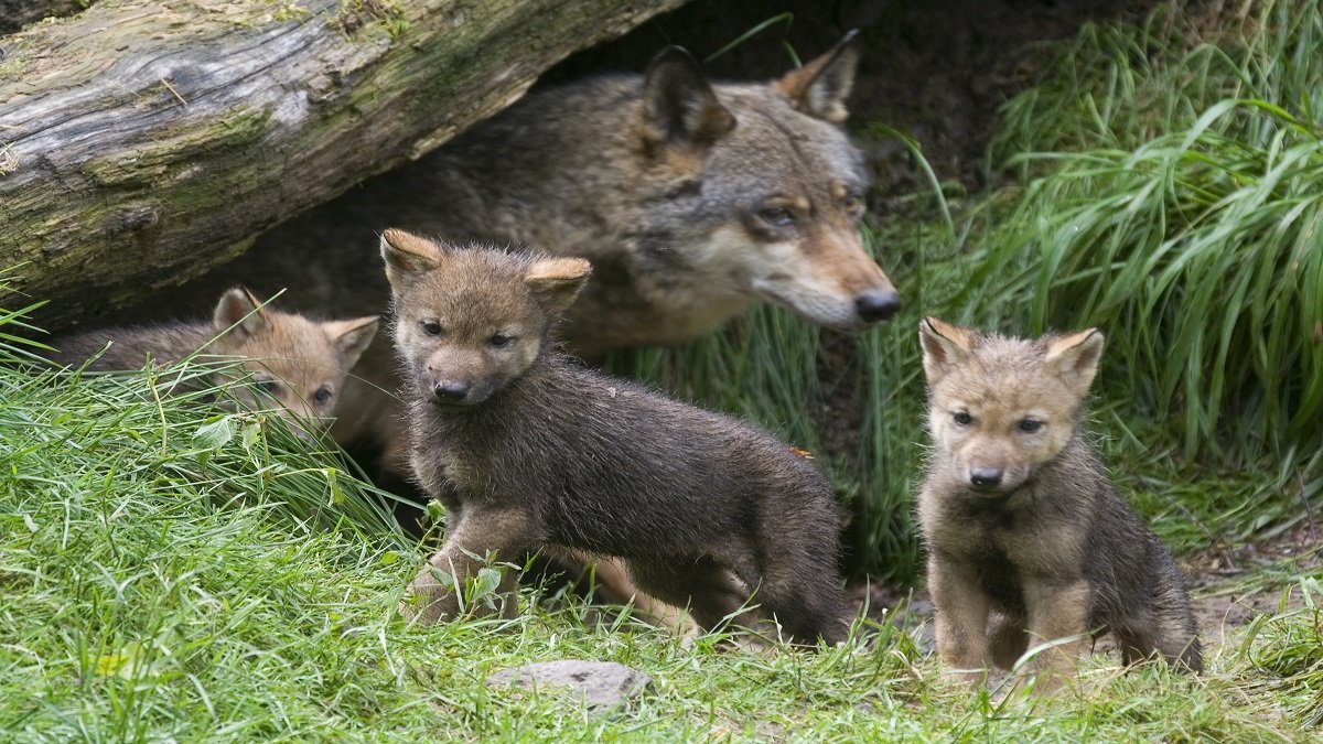 Colorado Primeros Cachorros De Lobo Gris Despu s De 80 A os Colorado Primeros Cachorros De Lobo Gris Despu s De 80 A os