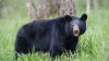 Hombre de Colorado sobrevive tras inesperado ataque de oso en el patio trasero de su casa