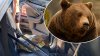 En Colorado: oso queda atrapado dentro de un auto con una caja de cerveza