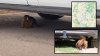 ”En la parte de abajo de un auto”: así viajó una marmota desde Colorado hasta Arizona