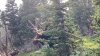 En video: encuentro entre un alce y un excursionista se torna violento en tan solo segundo