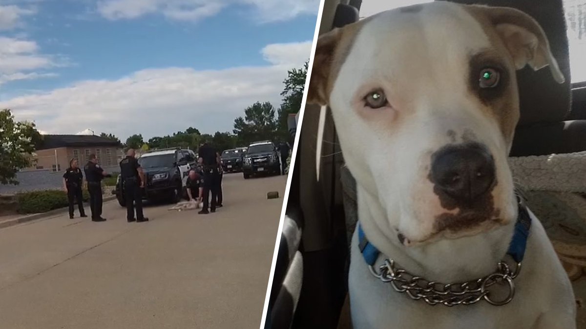 La policía de Loveland enfrenta una demandada por matar a tiros a un cachorro de 14 meses – Telemundo Denver - Vimarsana News