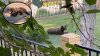 Encuentran oso en el patio trasero de una casa en Highlands Ranch