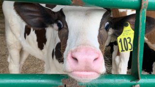 A cow on the farm where Christian works