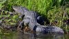 Perro pitbull tiene mortal encuentro con un caimán en Florida