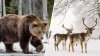 Sobreviviendo al invierno: cómo los animales se protegen del frío extremo