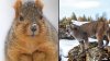 Sobreviviendo al invierno: cómo los animales se protegen del frío extremo
