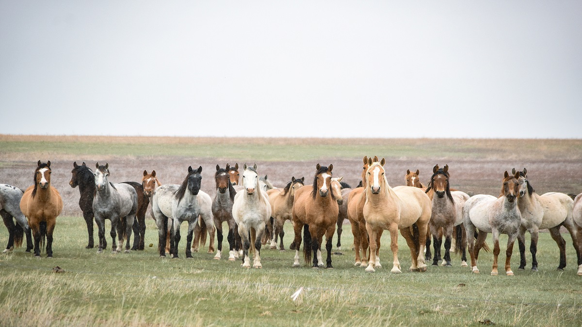 Caballos Colorados