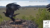 Captado en video: un águila real se lleva a dos recién nacidos de un nido de cigüeña