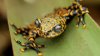 Misteriosa: la nueva especie de rana que habita en los bosques de Ecuador