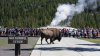 Bisonte enfurecido ataca y cornea a hombre que visitaba con su familia el parque Yellowstone