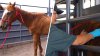 Desnutridos, enfermos y heridos: hallan 80 caballos abandonados en Colorado