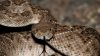 Autoridades alertan sobre presencia de serpientes de cascabel en ciertas playas de Texas